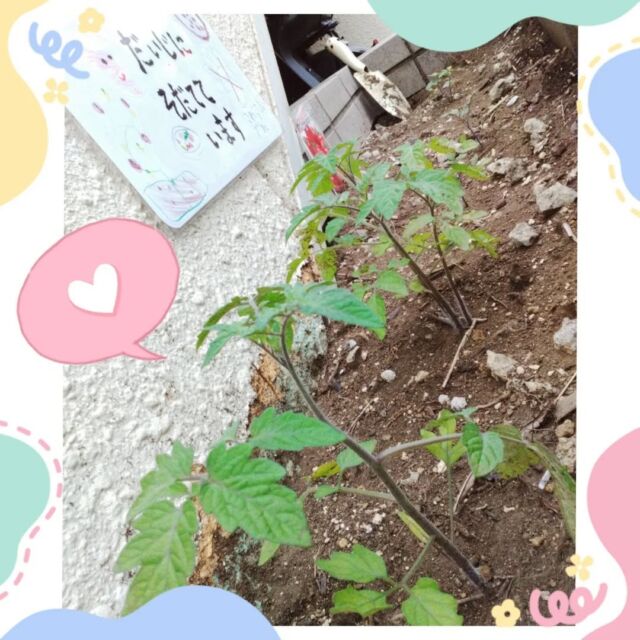 こんにちは、
とことこ戸塚第2教室です🌿

トマトの葉が大きくなってきました🍅
子どもたちも成長を楽しみにしてくれています！

収穫まで元気に育ちますように🙌
鉢などに植え替えたほうが良いのでしょうか?
有識者の方教えてください💦💦

☆お問い合わせ受付中☆
🌿現在空きがございますクラスは、
【児発 小集団】 
10:00～14:00（月～金） 
15:00～16:35（木） 
【放デイ】 
14:30～17:30（月） 
のみとなっております。
ご好評いただいており、いずれも残席が僅少あるいは満席となっております。 

定員もございますので、ご見学・お問い合わせ等ご希望の方は、お早めにお願いいたします。 
満席の場合は、キャンセル待ち等のご案内をさせていただく場合もございます。 

ご見学、お問い合わせお待ちしております🌱

#児童発達支援 #放課後等デイサービス #児発 #社会福祉法人昴 #思いやり #療育 #発達支援 #放デイ #成長 #横浜市 #すずかけの郷#シーサイドかなざわ #ハートフルガーデン川和 #西金沢地域ケアプラザ #西柴地域ケアプラザ #上永谷デイサービスセンター #放課後等デイサービスとことこ #児童発達支援　#知育 #遊び心　#トマト #発達支援　#発達支援　#集団遊び　#戸塚区 　#戸塚　#食育 #集団遊び 
#保育園　#幼稚園 #学童保育　#生活科　#家庭菜園 #栽培