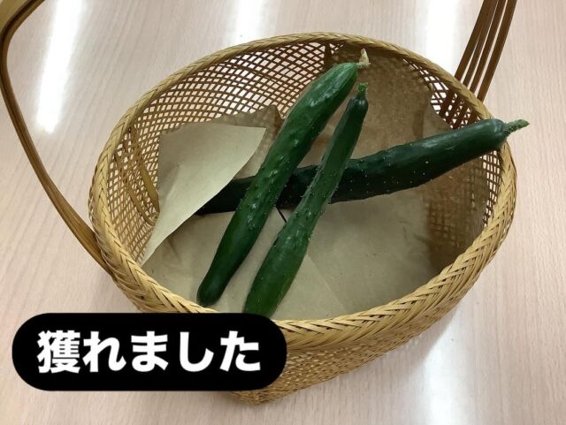 明日休みなので本日きゅうりを収穫しました🩷
体操も張り切ってやってます。梅雨が飛んで行ってしまいそうな位元気なくず葉台ケアセンターのご利用様達です⭐️

お問い合わせ：くず葉台ケアセンター
電話番号：0463-84-5800
施設住所：神奈川県秦野市東田原419-1