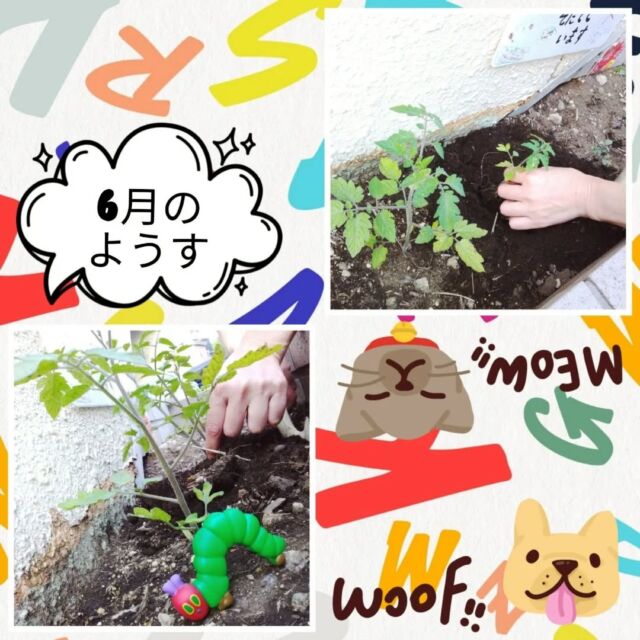 こんにちは、
とことこ戸塚第2教室です🌿

トマトが大きくなってきました🍅
今回は指導員がお引越しをしてくれました！

間隔をしっかりあけて、
より大きく育つようサポートします🙌

☆お問い合わせ受付中☆
🌿現在空きがございますクラスは、
【児発 小集団】 
10:00～14:00（月～金） 
15:00～16:35（木） 
【放デイ】 
14:30～17:30（月） 
のみとなっております。
ご好評いただいており、いずれも残席が僅少あるいは満席となっております。 

定員もございますので、ご見学・お問い合わせ等ご希望の方は、お早めにお願いいたします。 
満席の場合は、キャンセル待ち等のご案内をさせていただく場合もございます。 

ご見学、お問い合わせお待ちしております🌱

#児童発達支援 #放課後等デイサービス #児発 #社会福祉法人昴 #思いやり #療育 #発達支援 #放デイ #成長 #横浜市 #すずかけの郷#シーサイドかなざわ #ハートフルガーデン川和 #西金沢地域ケアプラザ #西柴地域ケアプラザ #上永谷デイサービスセンター #放課後等デイサービスとことこ #児童発達支援　#知育 #遊び心　#トマト #発達支援　#発達支援　#集団遊び　#戸塚区 　#戸塚　#食育 #集団遊び 
#保育園　#幼稚園 #学童保育　#生活科　#家庭菜園 #栽培