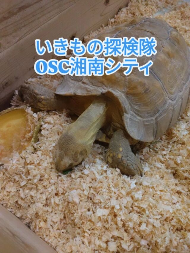 こんにちは！
放課後等デイサービスとことこ本郷台教室です！今日はおでかけの様子を紹介します！
先日のおでかけではOSC湘南シティのいきもの探検隊に行きました😸オウムやトカゲ、カメにサメなどいろいろな生き物と触れ合うことができ子どもたちも興味津々でした！餌やり体験やザリガニ釣りなどもすることができ、各々生き物とのふれあいを楽しんでいました(^^)

#放課後等デイサービス
#放デイ
#とことこ
#本郷台
#栄区
#湘南
#動物
#おでかけ