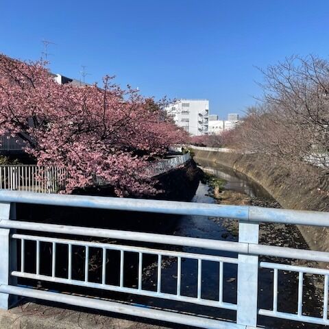 ｸﾞﾙｰﾌﾟﾎｰﾑ近くの河原の風景です。春はすぐそこまで来ているのですね＃グループホーム＃桜