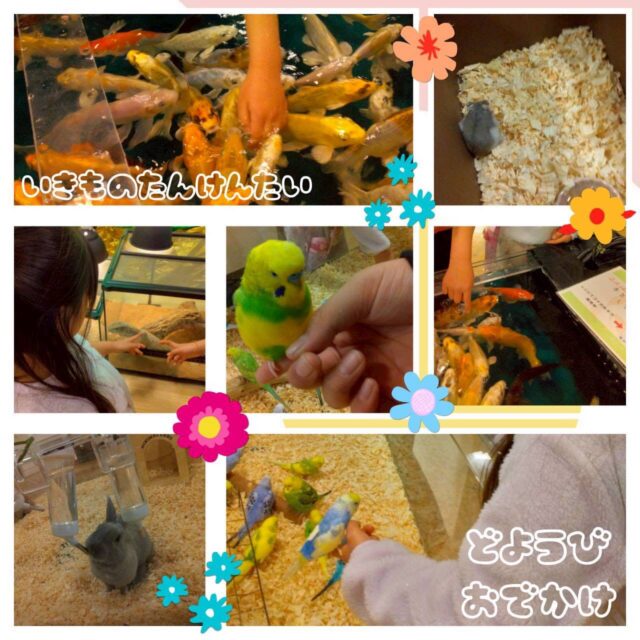 こんにちは😃
とことこ戸塚教室です🎵

今回は特別プログラムのご紹介です♪
外出で生き物に触れ合ってきました。
様々な生き物にみんな興味深々です👀

☆見学者募集中☆
※写真は掲載許可を頂いたものを載せています。
☎︎ 045-881-6480
✉︎ tocotoco.tk@subaru-fukushi.or.jp

#放課後等デイサービス
#放デイ
#戸塚区
#療育
#asd