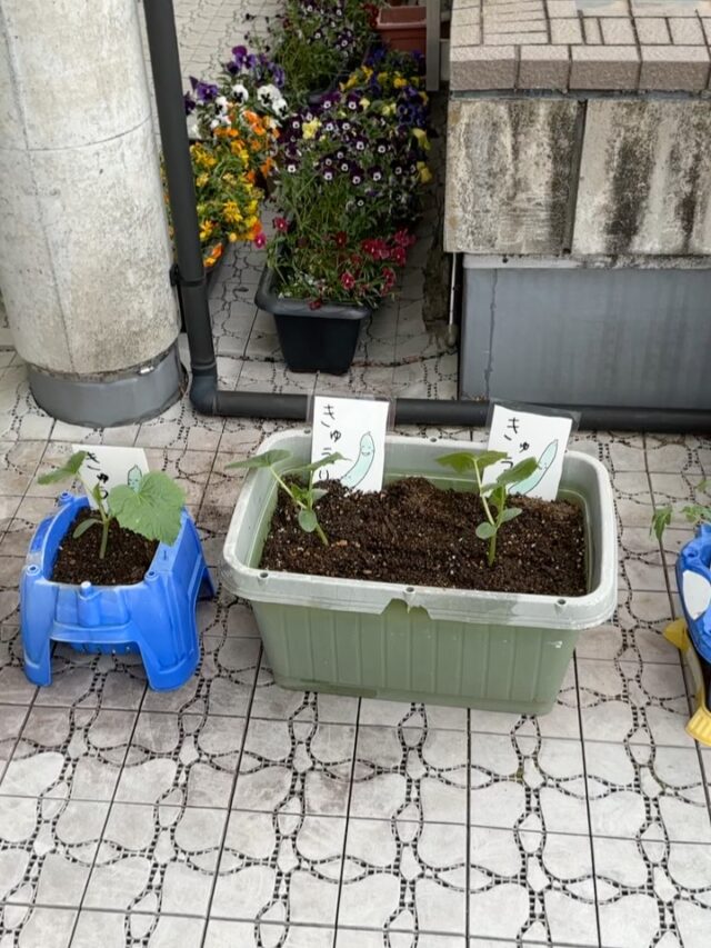 こんにちは😃くず葉台ケアセンターです╰(*´︶`*)╯♡
本日は、野菜の苗植えを行いました♪
やはり皆様凄い‼️
パッパと石を入れ、土を入れあっという間に終わってしまいました♪(๑ᴖ◡ᴖ๑)♪
今年の苗は、きゅうりと茄子とミニトマト、ピーマンの苗を植えました🌱
成長して収穫までがもう待ち遠しいです😁

くず葉台ケアセンター
0463-84-5800
神奈川県秦野市東田原419-1

#デイサービス
#くず葉台ケアセンター
#野菜苗植え
#ミニトマト
#なす